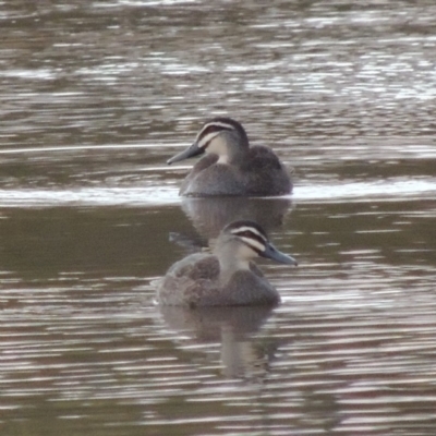 Anas superciliosa (Pacific Black Duck) at Paddys River, ACT - 2 Sep 2018 by MichaelBedingfield
