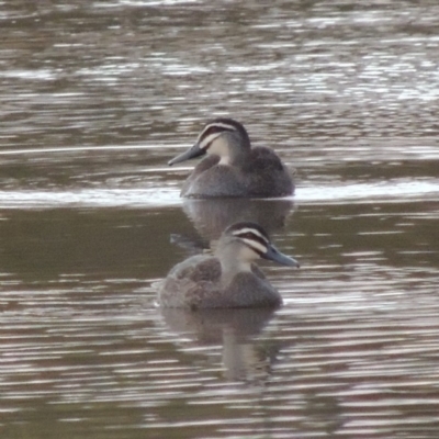 Anas superciliosa (Pacific Black Duck) at Point Hut to Tharwa - 2 Sep 2018 by michaelb