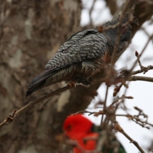 Callocephalon fimbriatum at Chifley, ACT - 8 Sep 2018