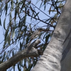 Myiagra rubecula (Leaden Flycatcher) at Michelago, NSW - 13 Nov 2011 by Illilanga