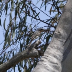 Myiagra rubecula (Leaden Flycatcher) at Illilanga & Baroona - 13 Nov 2011 by Illilanga