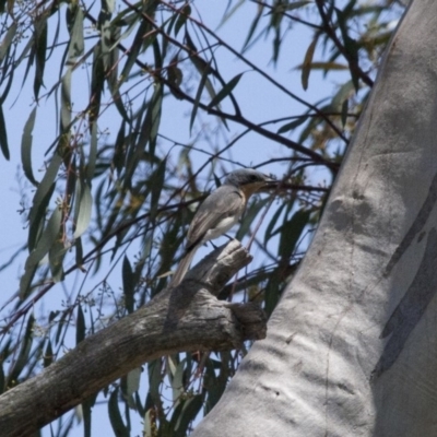 Myiagra rubecula (Leaden Flycatcher) at Illilanga & Baroona - 13 Nov 2011 by Illilanga