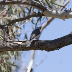 Myiagra rubecula at Michelago, NSW - 13 Nov 2011