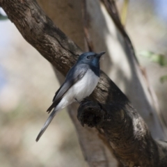 Myiagra rubecula (Leaden Flycatcher) at Michelago, NSW - 14 Nov 2011 by Illilanga