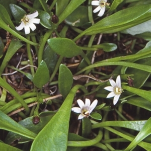 Goodenia radicans at undefined - 23 Jan 1998 12:00 AM