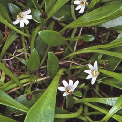 Goodenia radicans (Shiny Swamp-mat) at Undefined - 23 Jan 1998 by BettyDonWood
