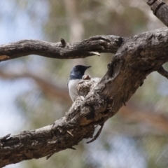 Myiagra rubecula (Leaden Flycatcher) at Michelago, NSW - 22 Jan 2012 by Illilanga