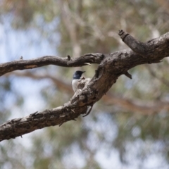 Myiagra rubecula at Michelago, NSW - 22 Jan 2012