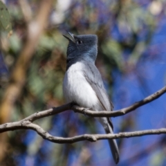 Myiagra rubecula (Leaden Flycatcher) at Michelago, NSW - 2 Oct 2012 by Illilanga