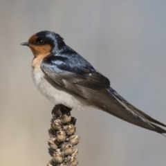 Hirundo neoxena (Welcome Swallow) at Illilanga & Baroona - 3 Sep 2018 by Illilanga