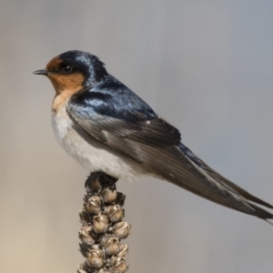 Hirundo neoxena at Michelago, NSW - 3 Sep 2018 11:26 AM