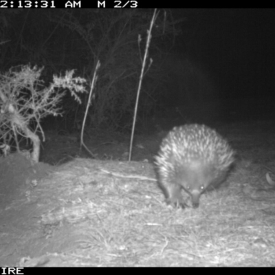 Tachyglossus aculeatus (Short-beaked Echidna) at Dignams Creek, NSW - 2 Sep 2018 by Maggie1