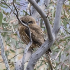 Ninox boobook (Southern Boobook) at Michelago, NSW - 7 Sep 2018 by Illilanga