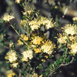 Phebalium squamulosum subsp. ozothamnoides at Bonython, ACT - 24 Sep 2008 12:00 AM