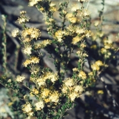 Phebalium squamulosum subsp. ozothamnoides at Bonython, ACT - 24 Sep 2008 12:00 AM