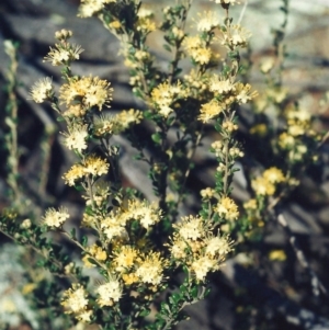 Phebalium squamulosum subsp. ozothamnoides at Bonython, ACT - 24 Sep 2008 12:00 AM