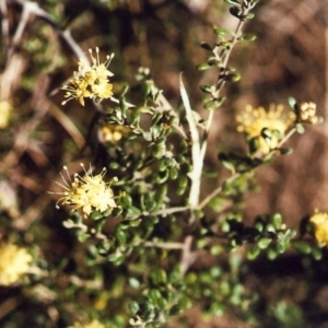 Phebalium squamulosum subsp. ozothamnoides at Bonython, ACT - 7 Oct 2010