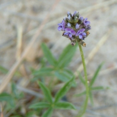 Cullen tenax (Tough Scurf-Pea) at Mawson Ponds - 15 Feb 2015 by julielindner