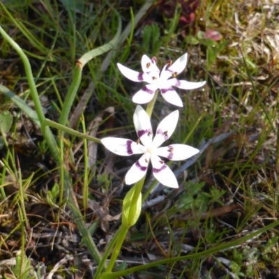 Wurmbea dioica subsp. dioica (Early Nancy) at Symonston, ACT - 10 Sep 2014 by Mike