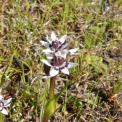 Wurmbea dioica subsp. dioica at Symonston, ACT - 11 Sep 2014