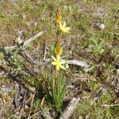 Bulbine bulbosa (Golden Lily) at Symonston, ACT - 10 Sep 2014 by Mike