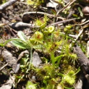 Drosera sp. at O'Malley, ACT - 30 Aug 2014 12:10 PM