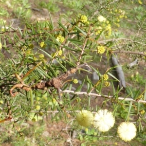 Acacia ulicifolia at Jerrabomberra, ACT - 25 Aug 2014