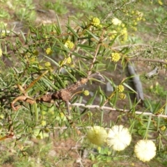 Acacia ulicifolia (Prickly Moses) at Isaacs Ridge and Nearby - 25 Aug 2014 by Mike