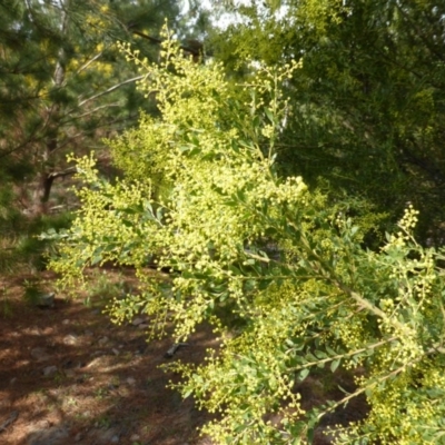 Acacia cultriformis (Knife Leaf Wattle) at Jerrabomberra, ACT - 25 Aug 2014 by Mike