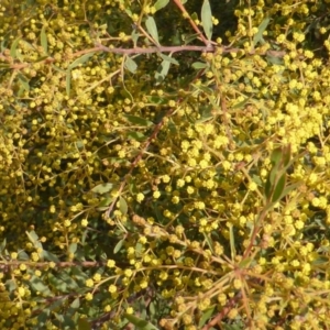 Acacia decora at Isaacs, ACT - 25 Aug 2014 03:30 PM