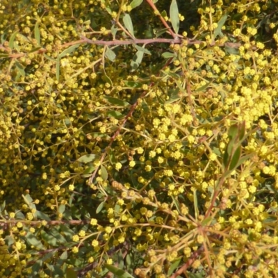 Acacia decora (Showy Wattle) at Isaacs, ACT - 25 Aug 2014 by Mike