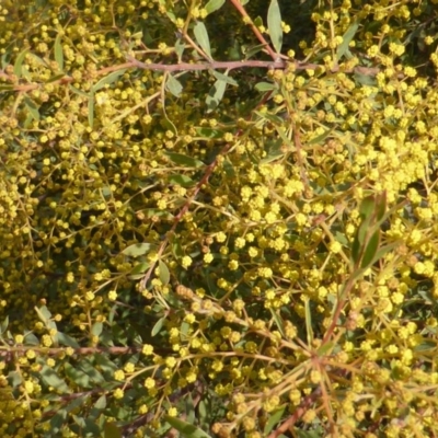 Acacia decora (Showy Wattle) at Isaacs Ridge and Nearby - 25 Aug 2014 by Mike