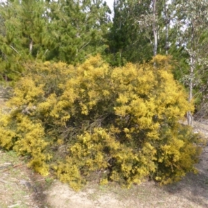 Acacia decora at Isaacs, ACT - 25 Aug 2014 03:30 PM