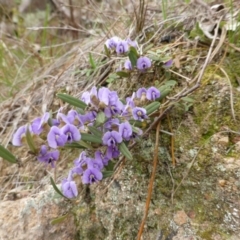 Hovea heterophylla (Common Hovea) at Isaacs Ridge - 25 Aug 2014 by Mike