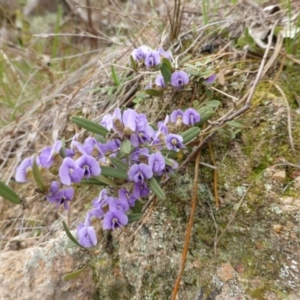 Hovea heterophylla at Isaacs Ridge - 25 Aug 2014