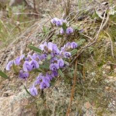 Hovea heterophylla (Common Hovea) at Isaacs Ridge and Nearby - 25 Aug 2014 by Mike