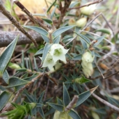 Melichrus urceolatus (Urn Heath) at Jerrabomberra, ACT - 25 Aug 2014 by Mike