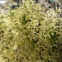 Clematis leptophylla (Small-leaf Clematis, Old Man's Beard) at O'Malley, ACT - 21 Aug 2014 by Mike