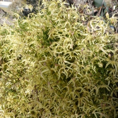 Clematis leptophylla (Small-leaf Clematis, Old Man's Beard) at O'Malley, ACT - 21 Aug 2014 by Mike