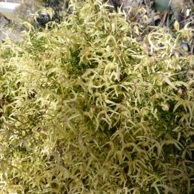 Clematis leptophylla (Small-leaf Clematis, Old Man's Beard) at Scrivener Hill - 20 Aug 2014 by Mike