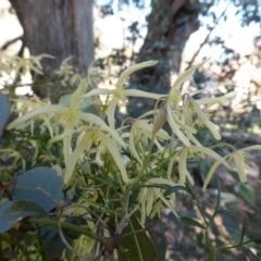 Clematis leptophylla at O'Malley, ACT - 21 Aug 2014 09:51 AM