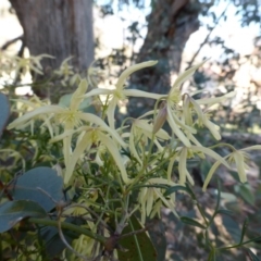 Clematis leptophylla at O'Malley, ACT - 21 Aug 2014