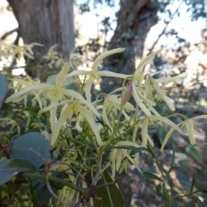 Clematis leptophylla at O'Malley, ACT - 21 Aug 2014 09:51 AM