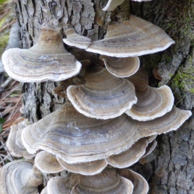 Trametes versicolor (Turkey Tail) at Isaacs Ridge and Nearby - 12 Aug 2014 by Mike