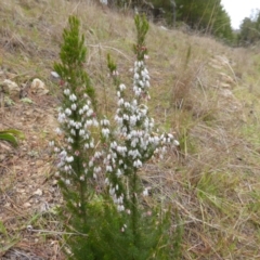 Erica lusitanica (Spanish Heath ) at Isaacs Ridge and Nearby - 10 Aug 2014 by Mike