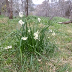 Narcissus tazetta (Jonquil) at Jerrabomberra, ACT - 10 Aug 2014 by Mike