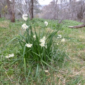 Narcissus tazetta at Isaacs Ridge - 11 Aug 2014