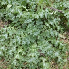 Silybum marianum (Variegated Thistle) at Isaacs Ridge - 10 Aug 2014 by Mike