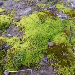 Didymodon torquatus (A moss) at Isaacs Ridge - 11 Aug 2014 by Mike