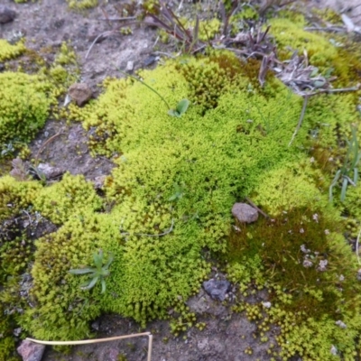 Didymodon torquatus (A moss) at Jerrabomberra, ACT - 10 Aug 2014 by Mike